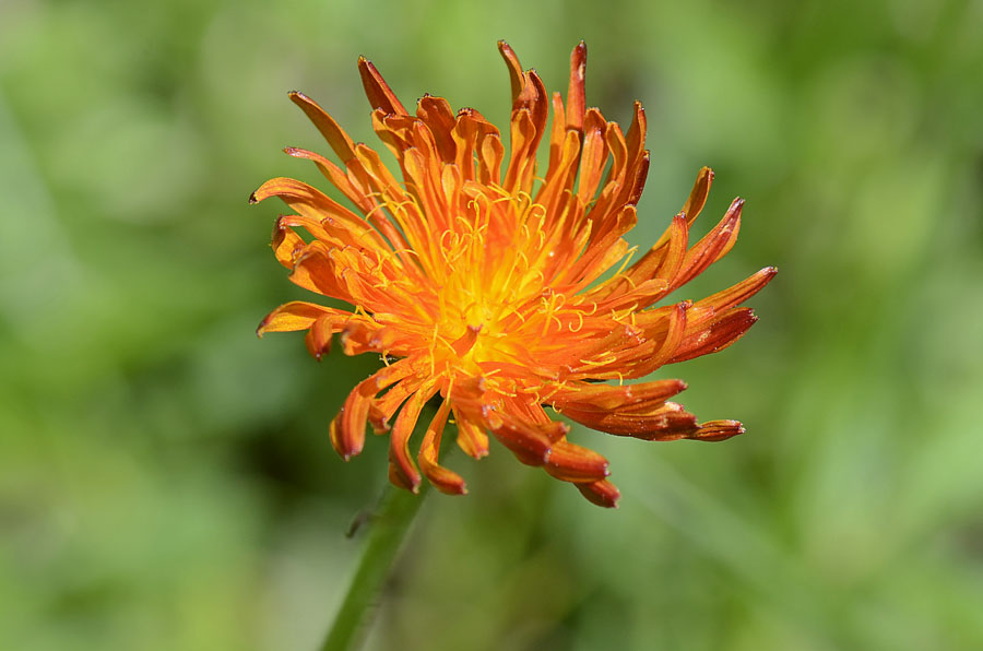 Crepis aurea / Crepide aranciata